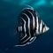 Black And White Angelfish With Long Dorsal Fin