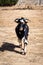 Black and white angry goat buck with horns and yellow eyes, waking towards the camera, UAE