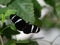 Black and White Antiochus Longwing Butterfly with Open Wings Perched on a Leaf