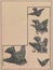 Black and white antique illustration of the birds. Vintage marvellous illustration of the sparrows. Old fabulous picture