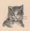 Black and white antique illustration shows a cat head. Vintage marvellous illustration shows the cat head. Old fabulous