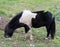 Black and white Appaloosa pony