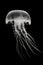 Black and white artistic conceptual illustration of a beautiful jellyfish closeup. Generative AI