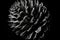 Black and white artistic conceptual illustration of a beautiful pinecone closeup. Generative AI