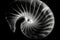 Black and white artistic conceptual illustration of a beautiful seashell closeup. Generative AI