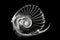 Black and white artistic conceptual illustration of a beautiful seashell closeup. Generative AI