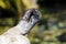 Black and White Australian White Ibis close up head shot