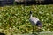 Black and White Australian White Ibis standing near lily covered pond