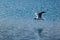 Black and white avian soaring gracefully over a tranquil blue body of water
