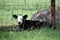 Black and white baby Angus calf