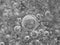 Black-and-white background with big and small grey bubbles inside a gray liquid.