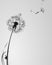 Black and white background with dandelion