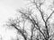 Black white background. Silhouettes of bare tree branches against the sky. Close-up.