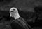 Black and white Bald Eagle