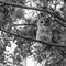 Black and White Barred Owl