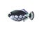 black and white beautiful exotic tropical sea fish and snapper fish on white