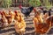 Black and white beautiful rooster and chickens in a hen house on a farm, concept of healthy food without chemistry trend