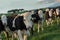 Black and white beef cattle in the late afternoon on a farm near