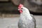 Black and white big rooster, bright head, one hen