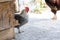 Black and white big rooster, bright head, one hen