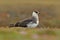 Black and white bird Barnacle Goose,  Branta leucopsis, SValbard, Norway. Bird in the grass. Wildlife scene from nature