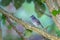 A black and white bird perched on a branch with a soft pastel colored background.