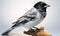 Black and White Bird Perched on Wood