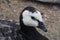 Black and white bird seagul close up