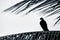 Black and white black crow bird sitting on palm tree