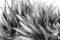 Black and white blur style chicken feather texture background