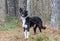 Black and white Border Collie Aussie mixed breed dog