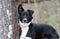 Black and white Border Collie Aussie mixed breed dog