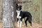 Black and white Border Collie Aussie mixed breed dog