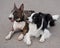 Black and white border collie and brindle bull terrier lie side by side on a walk.