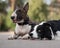 Black and white border collie and brindle bull terrier lie side by side on a walk.