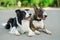 Black and white border collie and brindle bull terrier lie side by side on a walk.