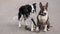 Black and white border collie and brindle bull terrier lie on a walk.