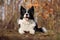 Black and White Border Collie Dog in Forest