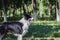 a black and white border collie dog standing in the garden