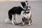 Black and white border collie hugging a brindle bull terrier on a walk.