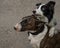 Black and white border collie hugging a brindle bull terrier on a walk.