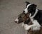 Black and white border collie hugging a brindle bull terrier on a walk.