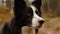 A black and white border collie looking up created with Generative AI