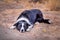 Black and white border collie lying on ground