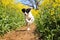 A black and white border collie mixed dog is running in a track in the rape seed field