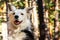 Black and white border collie in the mountains. Purebred dog posing to camera. Companion animals.