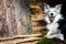 Black and white border collie in the mountains. Purebred dog posing to camera. Companion animals.