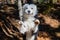 Black and white border collie in the mountains. Purebred dog posing to camera. Companion animals.