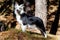 Black and white border collie in the mountains. Purebred dog posing to camera. Companion animals.