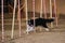 Black and white border collie overcomes slalom projectile with several vertical sticks sticking out of the sand. Agility